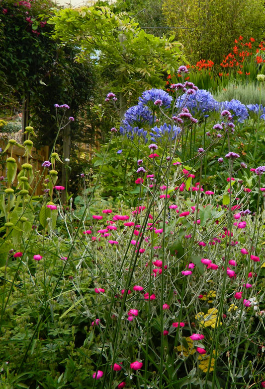 agapanthus and reds